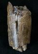 Large Partial Tyrannosaur Tooth - Two Medicine Formation #13312-3